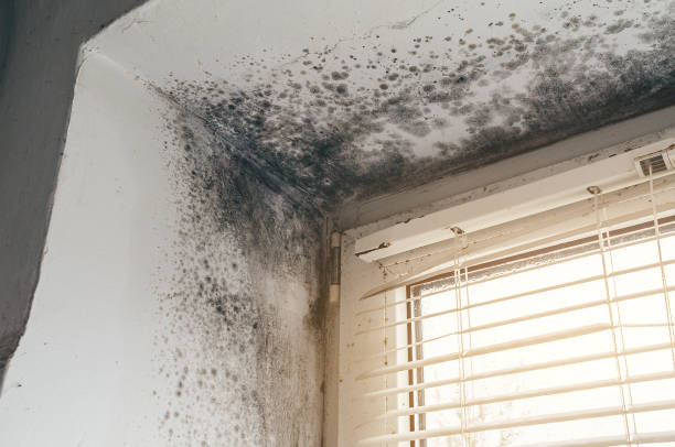 Affordable Mold Removal solutions in Port Royal, PA