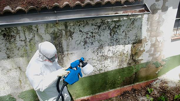 Top rated local Mold Removal specialists in Port Royal, PA